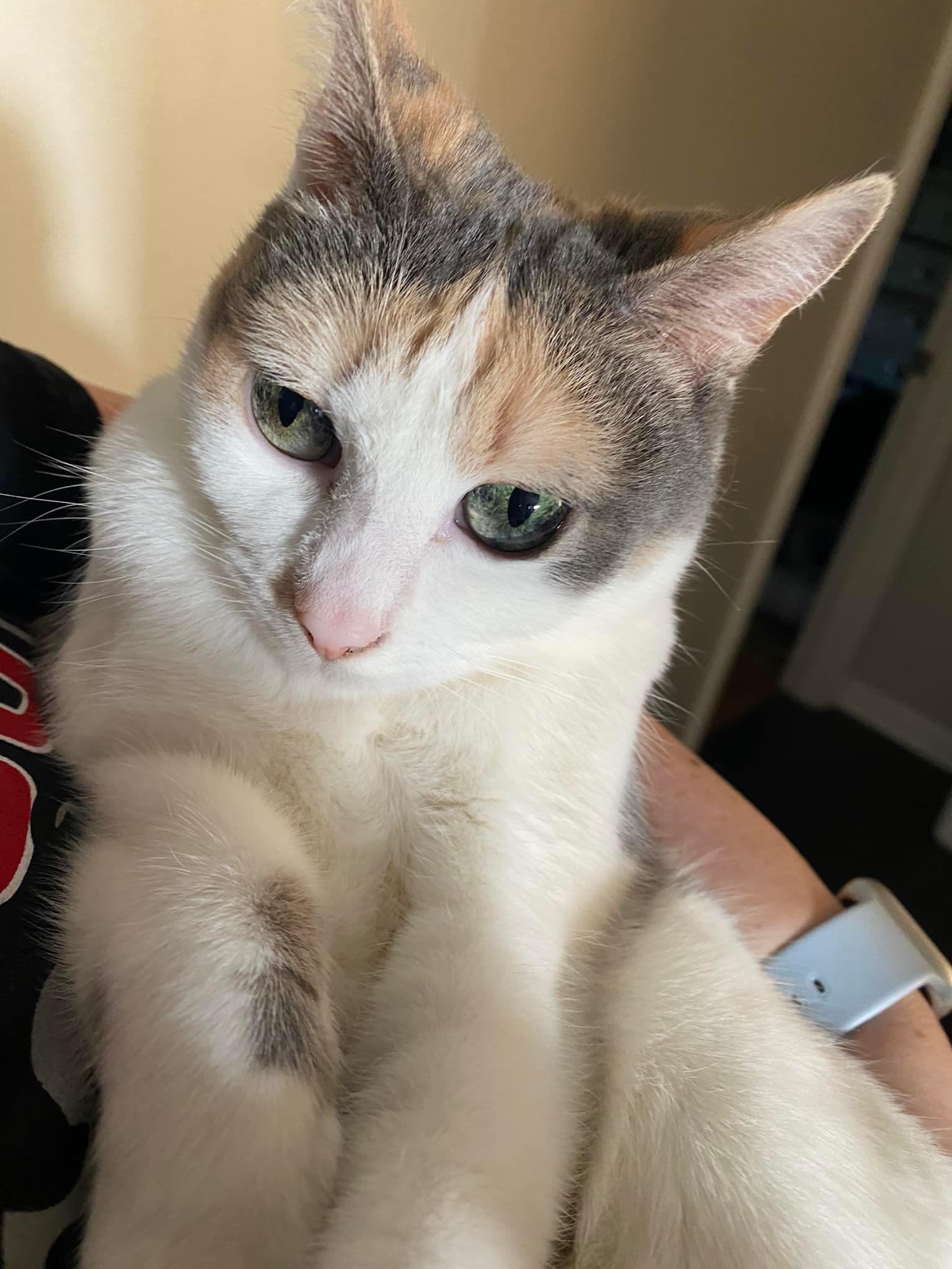 A picture of my cat, Ava.